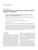 Reactive Oxygen Species-Induced Lipid Peroxidation in Apoptosis, Autophagy, and Ferroptosis