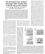 NF-κB-Induced Loss of MyoD Messenger RNA: Possible Role in Muscle Decay and Cachexia
