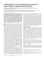 Erythropoietin crosses the blood–brain barrier to protect against experimental brain injury
