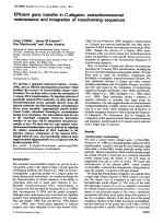 Efficient gene transfer in C.elegans: extrachromosomal maintenance and integration of transforming sequences