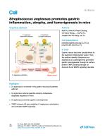 Streptococcus anginosus promotes gastric inflammation, atrophy, and tumorigenesis in mice