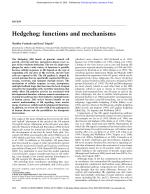 Hedgehog: functions and mechanisms