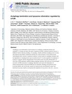 Autophagy termination and lysosome reformation regulated by mTOR