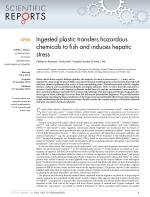 Ingested plastic transfers hazardous chemicals to fish and induces hepatic stress