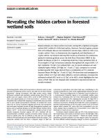 Revealing the hidden carbon in forested wetland soils