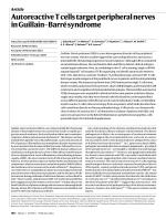 Autoreactive T cells target peripheral nerves in Guillain–Barré syndrome