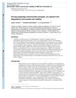 During autophagy mitochondria elongate, are spared from degradation and sustain cell viability