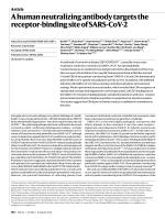 A human neutralizing antibody targets the receptor-binding site of SARS-CoV-2