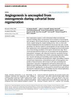 Angiogenesis is uncoupled from osteogenesis during calvarial bone regeneration