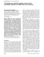 The spliceosome deposits multiple proteins 20–24 nucleotides upstream of mRNA exon–exon junctions