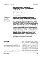 Autotrophic growth of anaerobic ammonium-oxidizing micro-organisms in a fluidized bed reactor