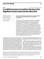 CryoEM structures reveal how the bacterial flagellum rotates and switches direction