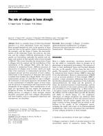 The role of collagen in bone strength