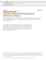 A human monoclonal antibody blocking SARS-CoV-2 infection