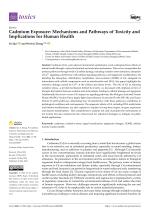 Cadmium Exposure: Mechanisms and Pathways of Toxicity and Implications for Human Health