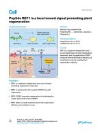 Peptide REF1 is a local wound signal promoting plant regeneration