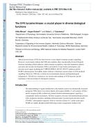 The SYK tyrosine kinase: a crucial player in diverse biological functions