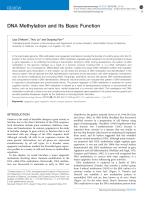 DNA Methylation and Its Basic Function