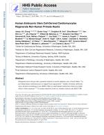 Human Embryonic Stem Cell-Derived Cardiomyocytes Regenerate Non-Human Primate Hearts