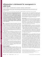 Inflammation is detrimental for neurogenesis in adult brain