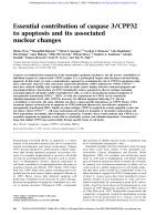 Essential contribution of caspase 3/CPP32 to apoptosis and its associated nuclear changes