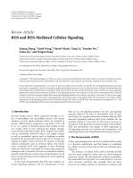 ROS and ROS-Mediated Cellular Signaling