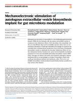 Mechanoelectronic stimulation of autologous extracellular vesicle biosynthesis implant for gut microbiota modulation