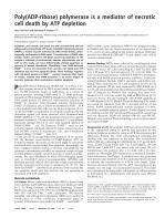 Poly(ADP-ribose) polymerase is a mediator of necrotic cell death by ATP depletion
