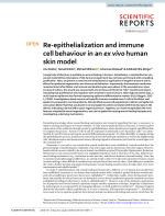 Re-epithelialization and immune cell behaviour in an ex vivo human skin model