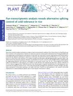 Pan-transcriptomic analysis reveals alternative splicing control of cold tolerance in rice