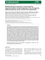 Multifaceted plant responses to circumvent Phe hyperaccumulation by downregulation of flux through the shikimate pathway and by vacuolar Phe sequestration