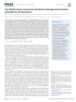 Tau fibrils induce nanoscale membrane damage and nucleate cytosolic tau at lysosomes