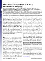 PINK1-dependent recruitment of Parkin to mitochondria in mitophagy