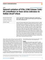 Natural variation of STKc_GSK3 kinase TaSG-D1 contributes to heat stress tolerance in Indian dwarf wheat