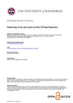 Patterning of the cell cortex by Rho GTPase Dynamics