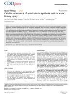 Cellular senescence of renal tubular epithelial cells in acute kidney injury