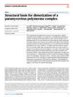 Structural basis for dimerization of a paramyxovirus polymerase complex