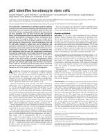 p63 identifies keratinocyte stem cells