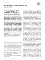 MicroRNA genes are transcribed by RNA polymerase II