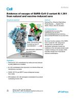 Evidence of escape of SARS-CoV-2 variant B.1.351 from natural and vaccine-induced sera