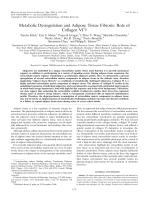 Metabolic Dysregulation and Adipose Tissue Fibrosis: Role of Collagen VI