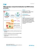RNA damage compartmentalization by DHX9 stress granules