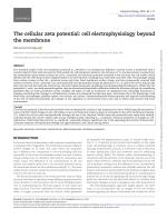 The cellular zeta potential: cell electrophysiology beyond the membrane