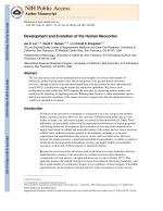 Development and Evolution of the Human Neocortex