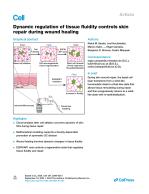 Dynamic regulation of tissue fluidity controls skin repair during wound healing