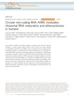 Circular non-coding RNA ANRIL modulates ribosomal RNA maturation and atherosclerosis in humans