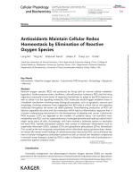 Antioxidants Maintain Cellular Redox Homeostasis by Elimination of Reactive Oxygen Species