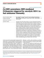 Fn-OMV potentiates ZBP1-mediated PANoptosis triggered by oncolytic HSV-1 to fuel antitumor immunity