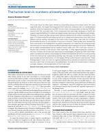 The human brain in numbers: a linearly scaled-up primate brain