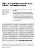 Ligand efficacy modulates conformational dynamics of the μ-opioid receptor